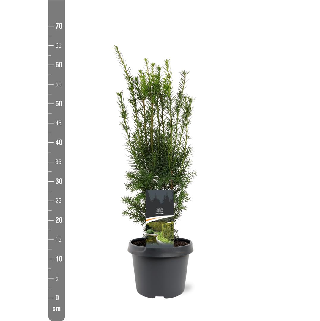 Taxus media &