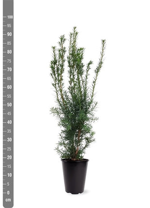 Taxus media 'Hicksii'