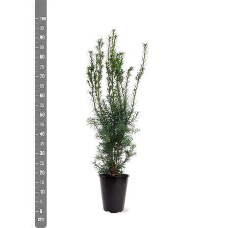 Taxus media 'Hicksii'