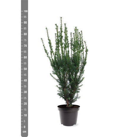 Taxus media 'Hillii'