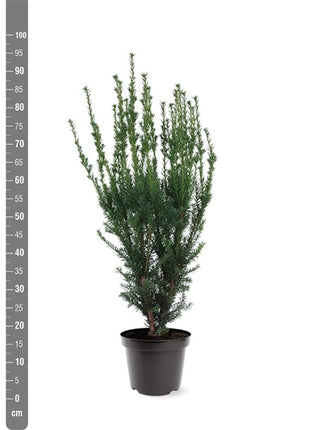 Taxus media 'Hillii'