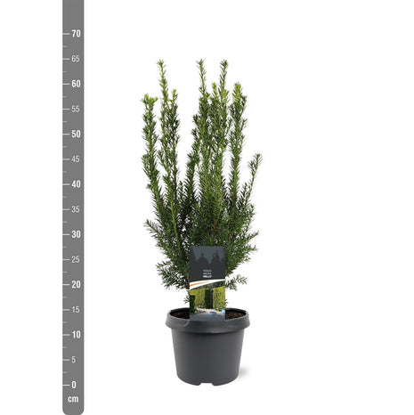 Taxus media 'Hillii'