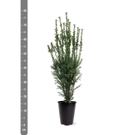 Taxus media 'Hillii'