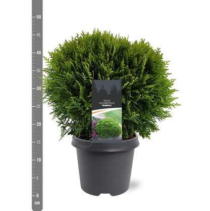 Thuja occidentalis &