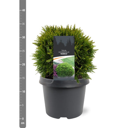 Thuja occidentalis &