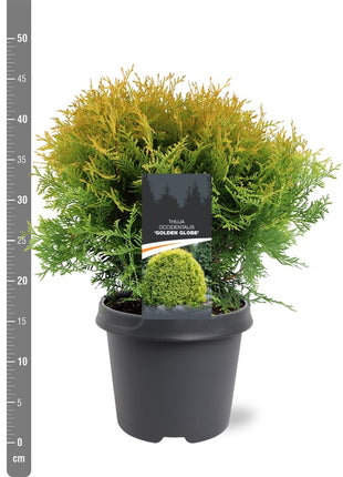 Thuja occ. 'Golden Globe'