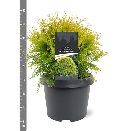 Thuja occidentalis &