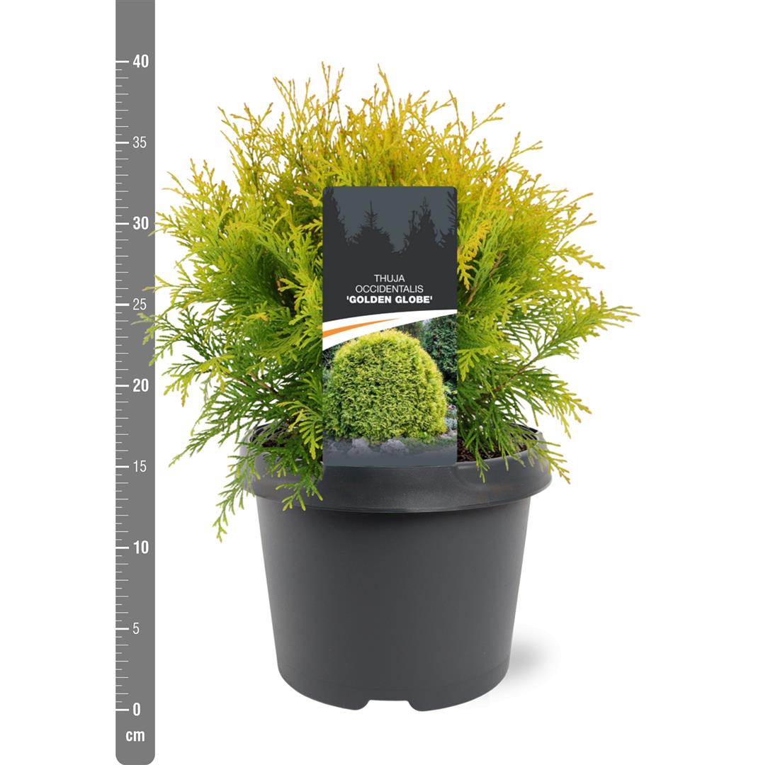 Thuja occidentalis &