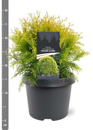 Thuja occ. 'Golden Globe'