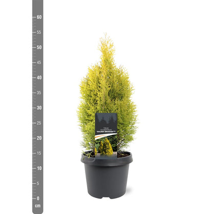 Thuja occidentalis &