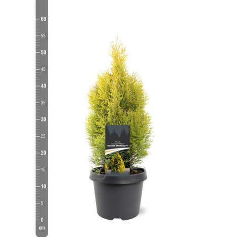 Thuja occ. 'Golden Smaragd'