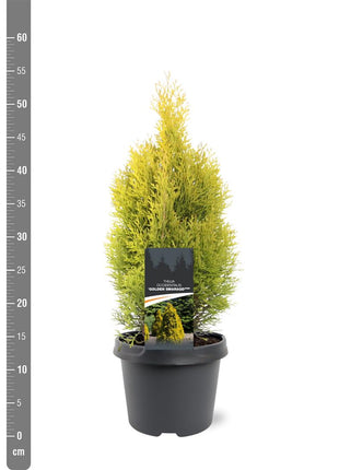 Thuja occ. 'Golden Smaragd'