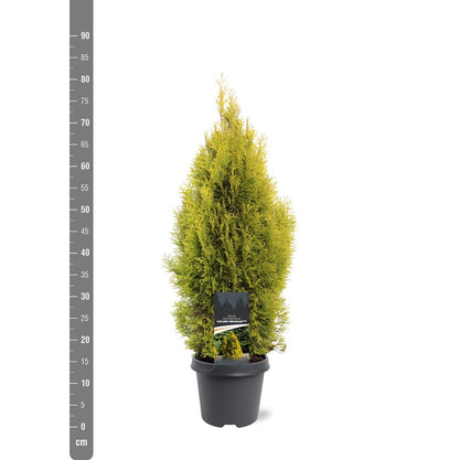 Thuja occidentalis &