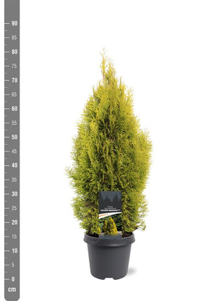 Thuja occ. 'Golden Smaragd'