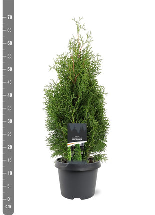 Thuja jne. "Holmstrup"