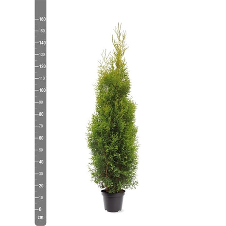 Thuja occ. 'King of Brabant'