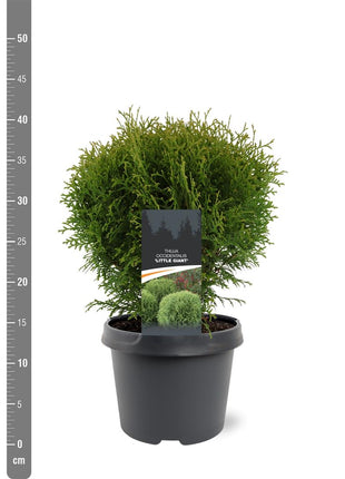 Thuja occ. 'Little Giant'