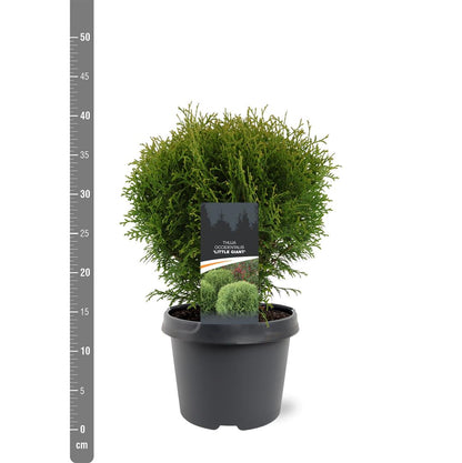 Thuja occidentalis &