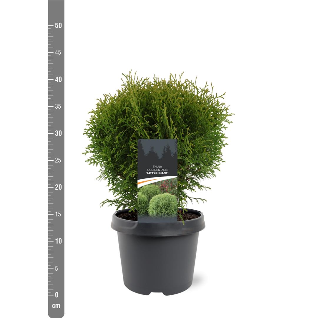 Thuja occidentalis &
