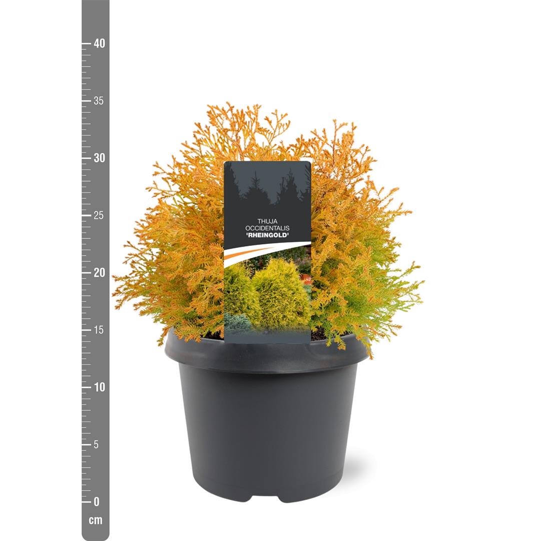 Thuja occidentalis &