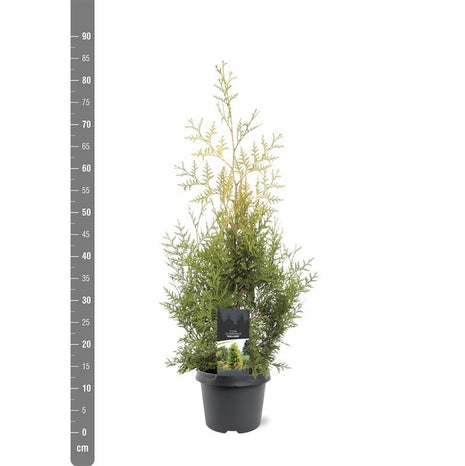 Thuja occ. 'Salland'