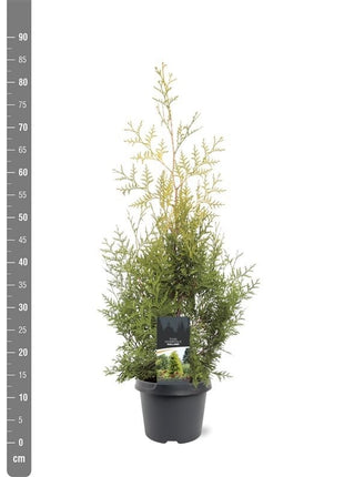 Thuja occ. 'Salland'