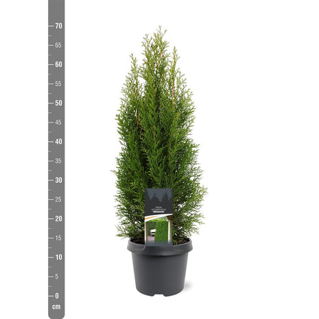 Thuja occ. 'Smaragd'