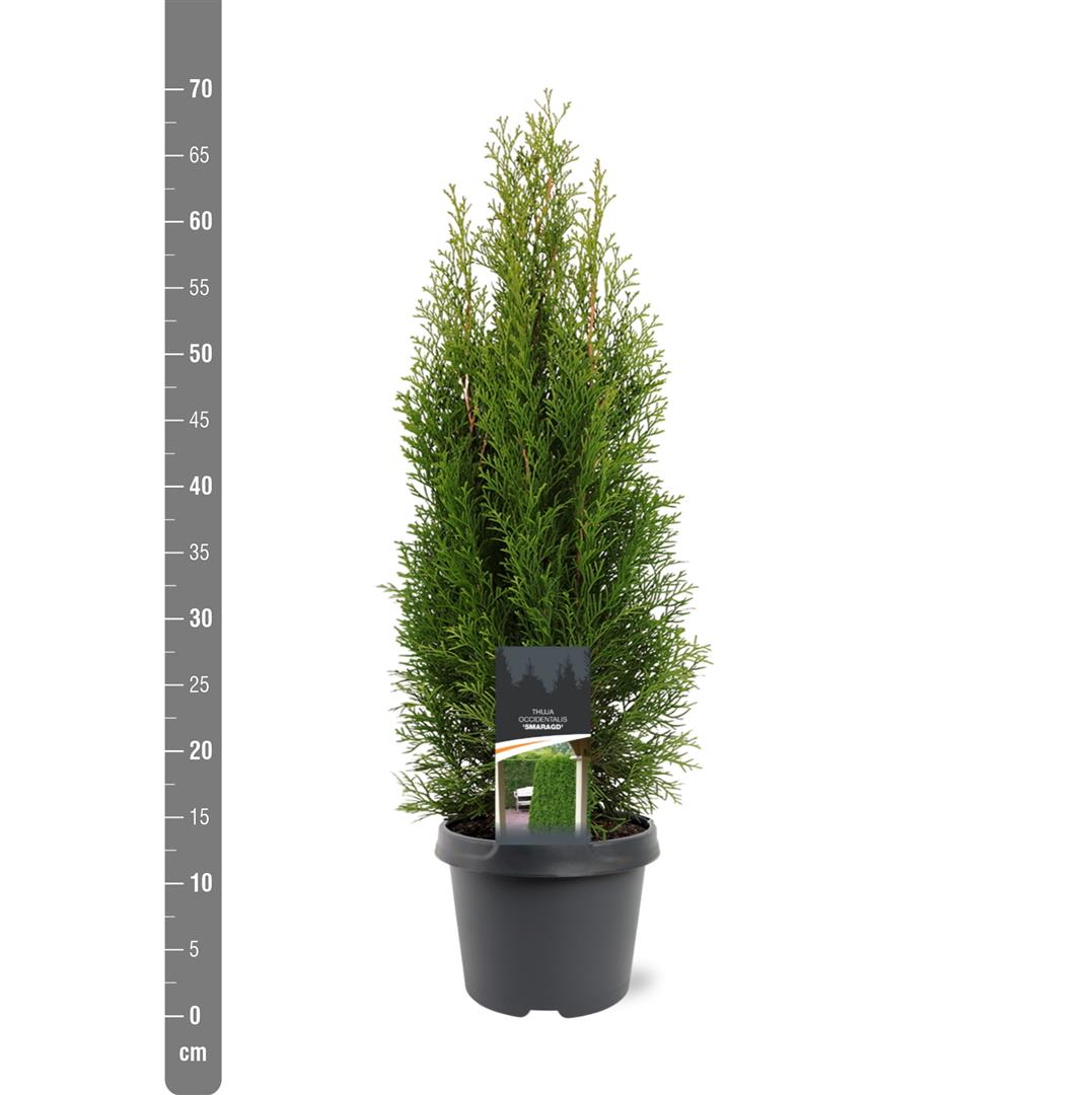 Thuja occidentalis &