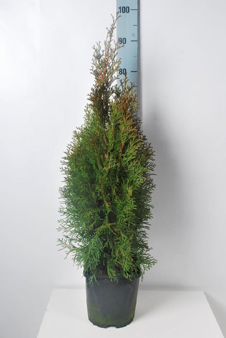 Thuja jne. 'Smaragdi'