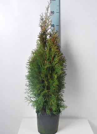 Thuja occ. 'Smaragd'