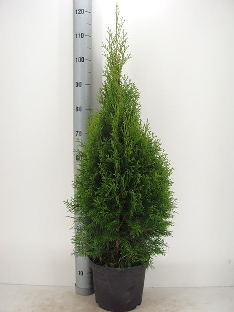 Thuja jne. 'Smaragdi'