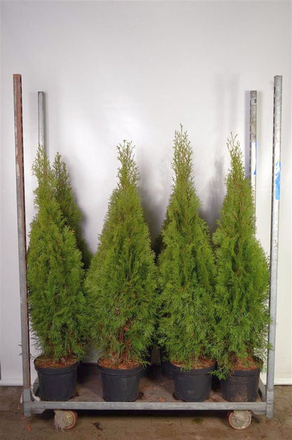 Thuja occidentalis &