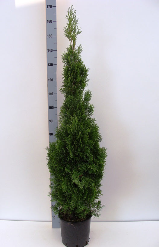 Thuja occidentalis &