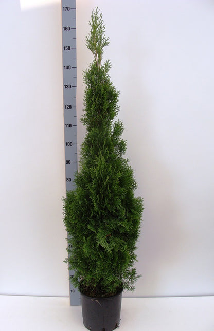 Thuja occidentalis &