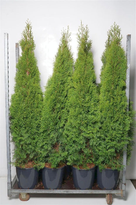 Thuja occ. 'Smaragd'