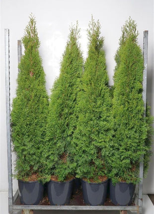 Thuja occ. 'Smaragd'