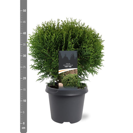 Thuja occ. 'Tiny Tim'