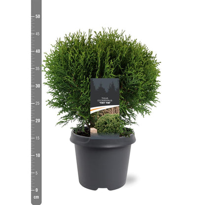 Thuja occidentalis &