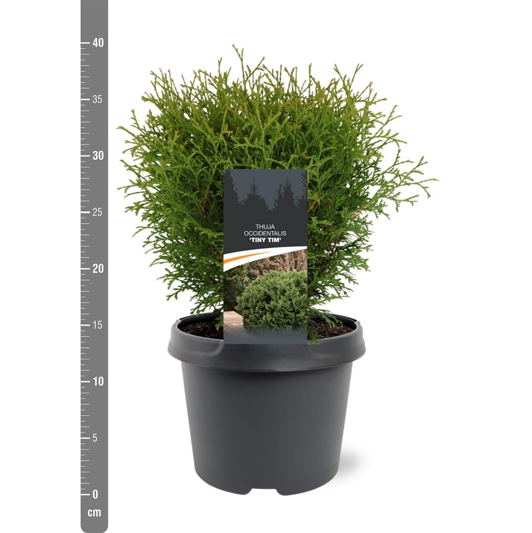 Thuja occidentalis &