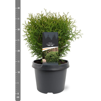 Thuja occidentalis &