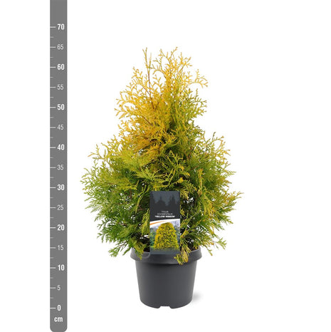 Thuja occ. 'Yellow Ribbon'