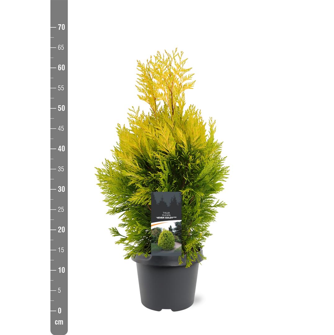 Thuja pl. &