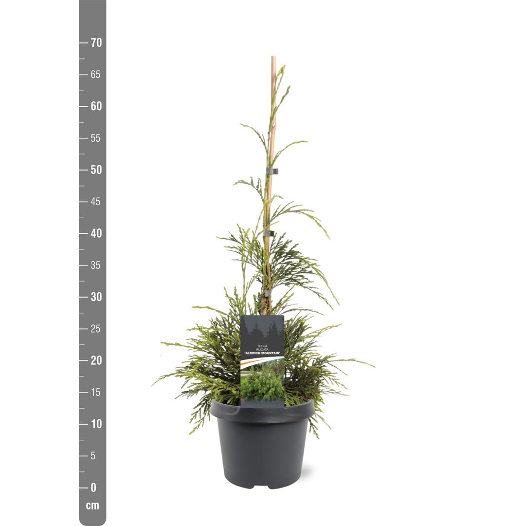 Thuja pl. &