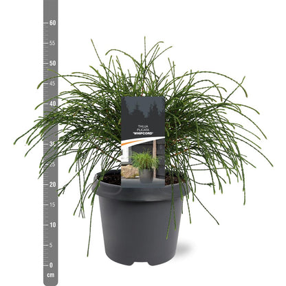 Thuja pl. &