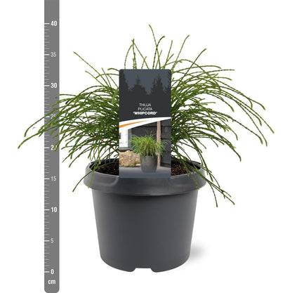 Thuja pl. &