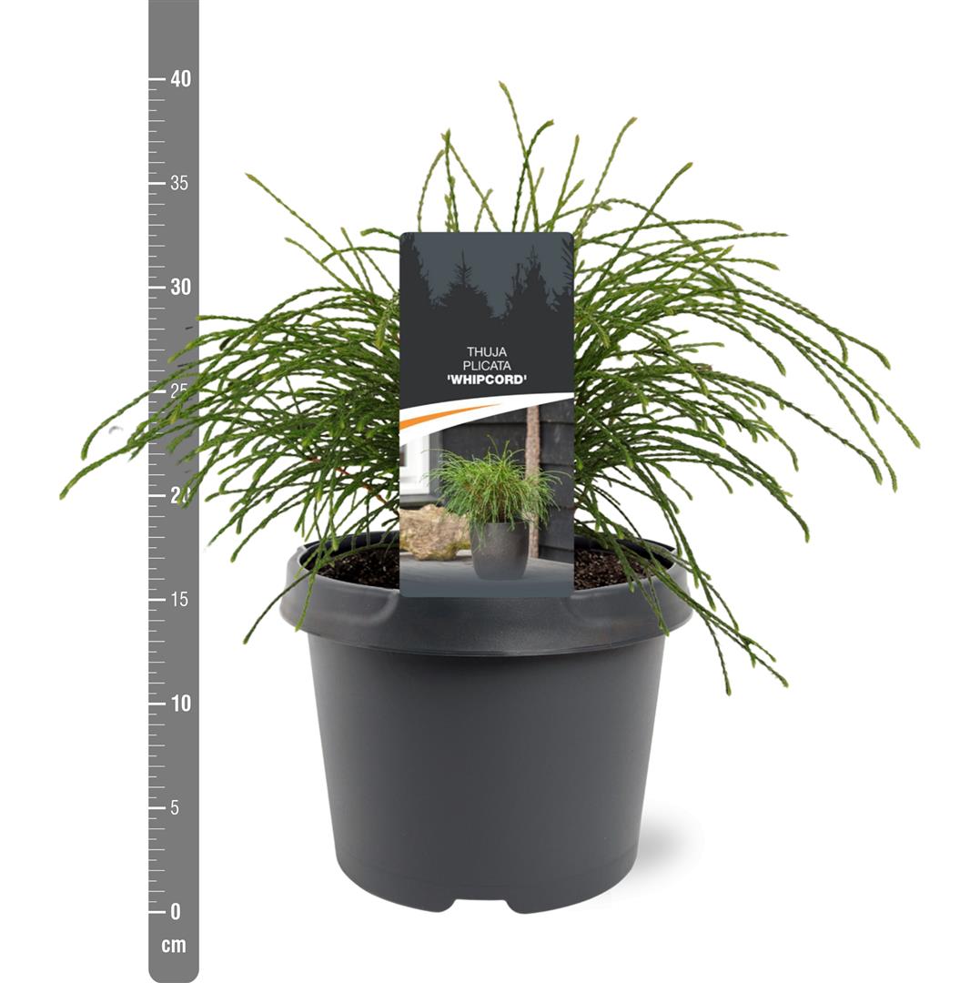 Thuja pl. &