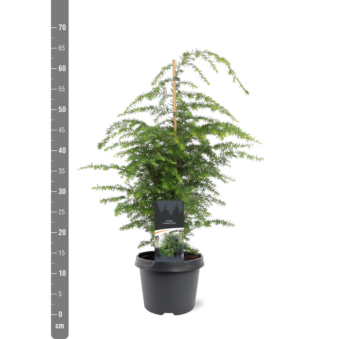 Tsuga canadensis 40-50 cm C3 (3 liters kruka)