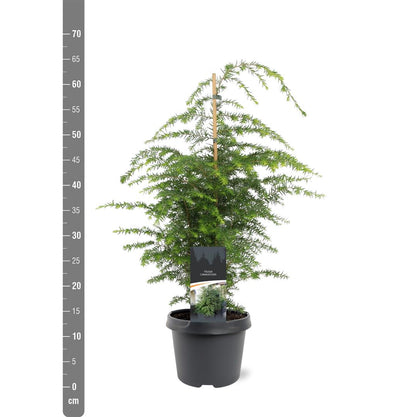 Tsuga canadensis 40-50 cm C3 (3 liters kruka)