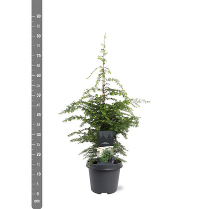 Tsuga canadensis C5 (5 liters kruka) 60-80 cm