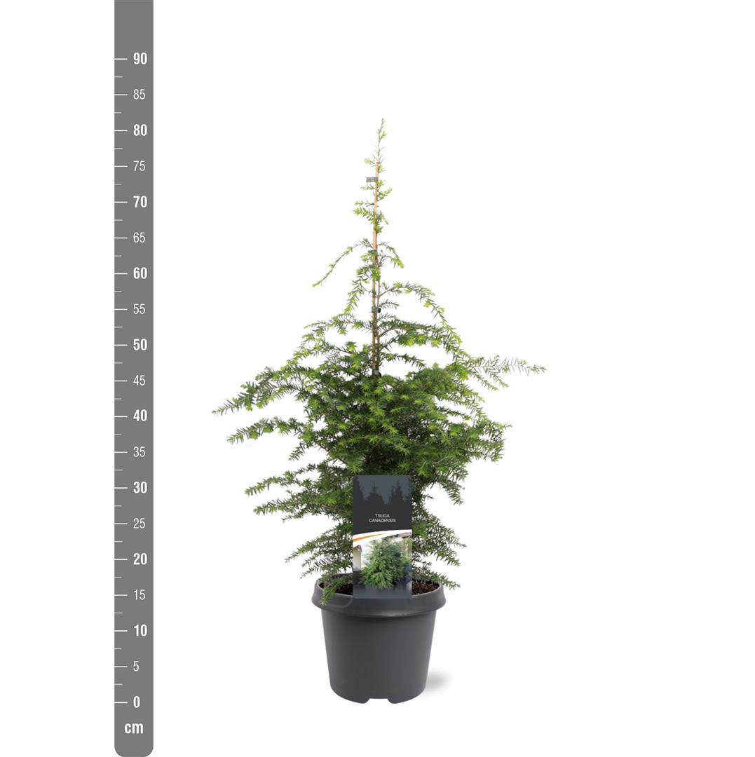 Tsuga canadensis 60-80 cm C5 (5 liters kruka)